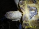 Nuchal scute rubbing neck